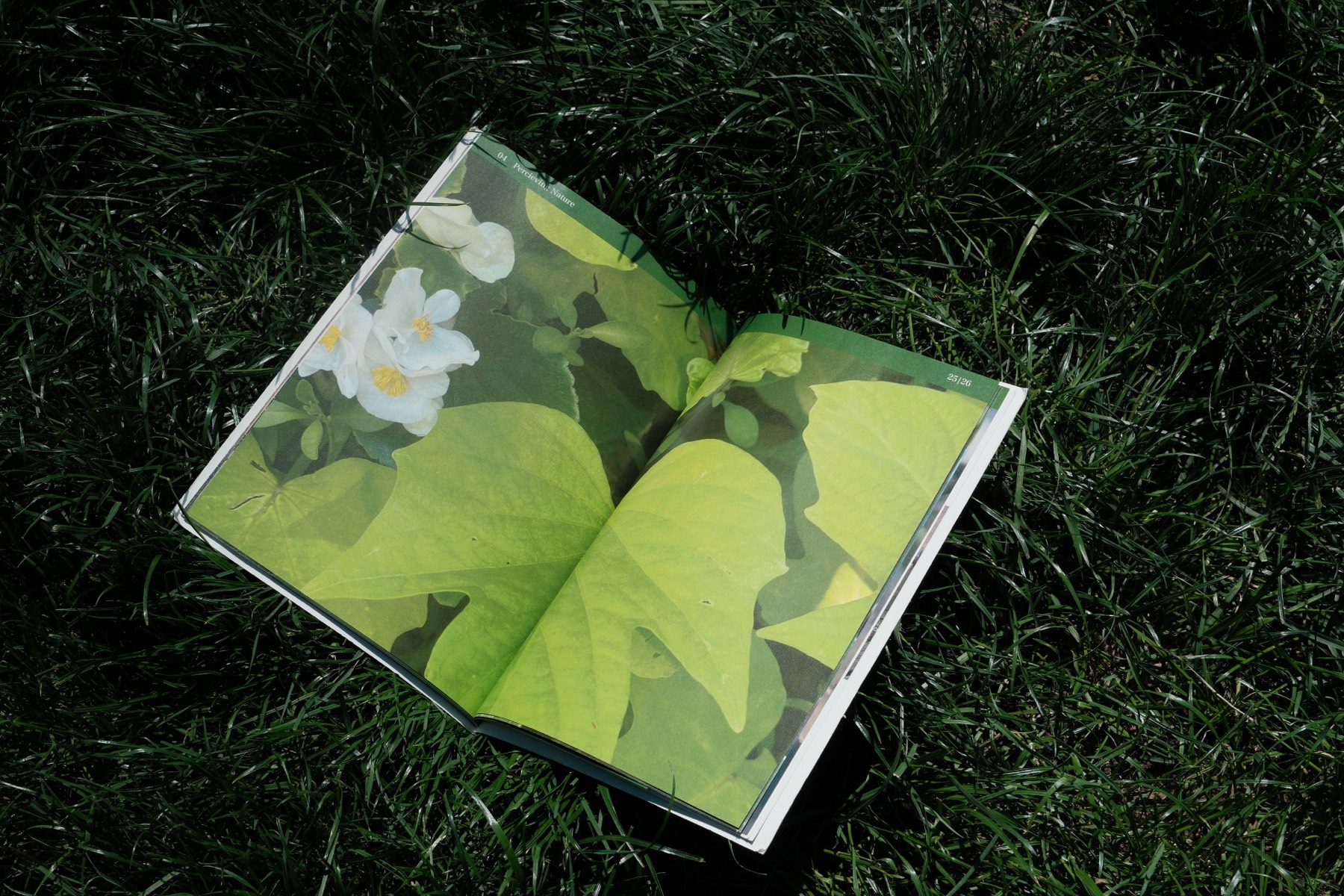 Nature 3